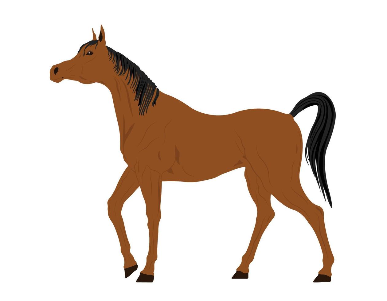 Arabian Horse Illustration, Horse Mammal Flat Design vector