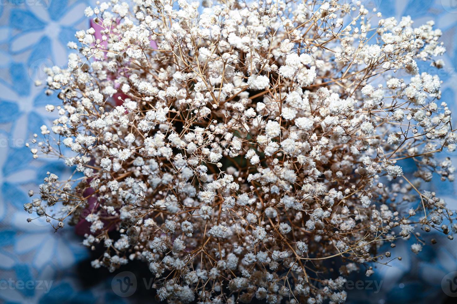 Macro photography of dried flowers of gypsophila, small buds photo