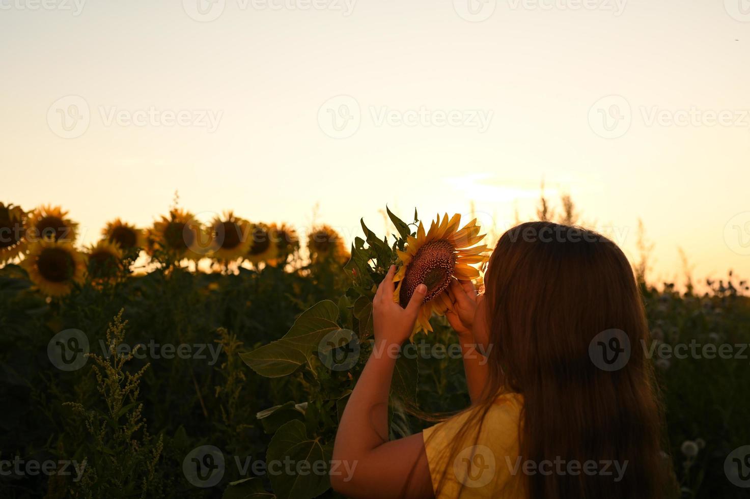 A happy young girl with long hair in a straw hat stands in a large field of sunflowers. Summer day. A warm sunset. photo