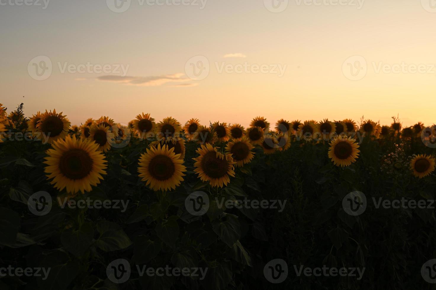 A happy young girl with long hair in a straw hat stands in a large field of sunflowers. Summer day. A warm sunset. photo