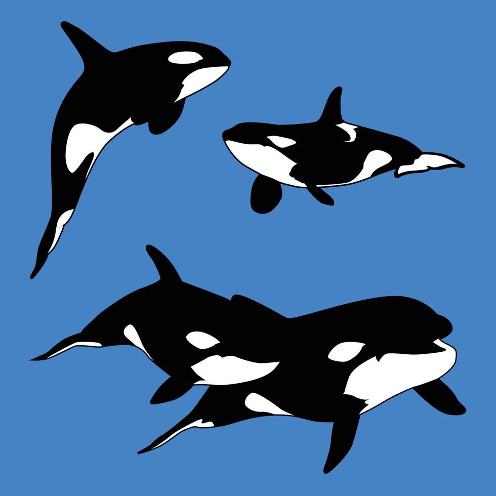 Killer Whale Aquatic Mammal Carnivore set. Vector illustration 20457511 ...