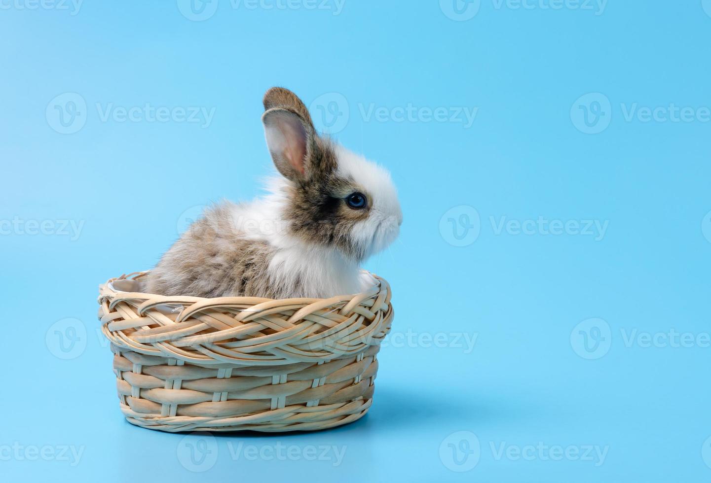 Rabbit sitting in the basket on blue background photo