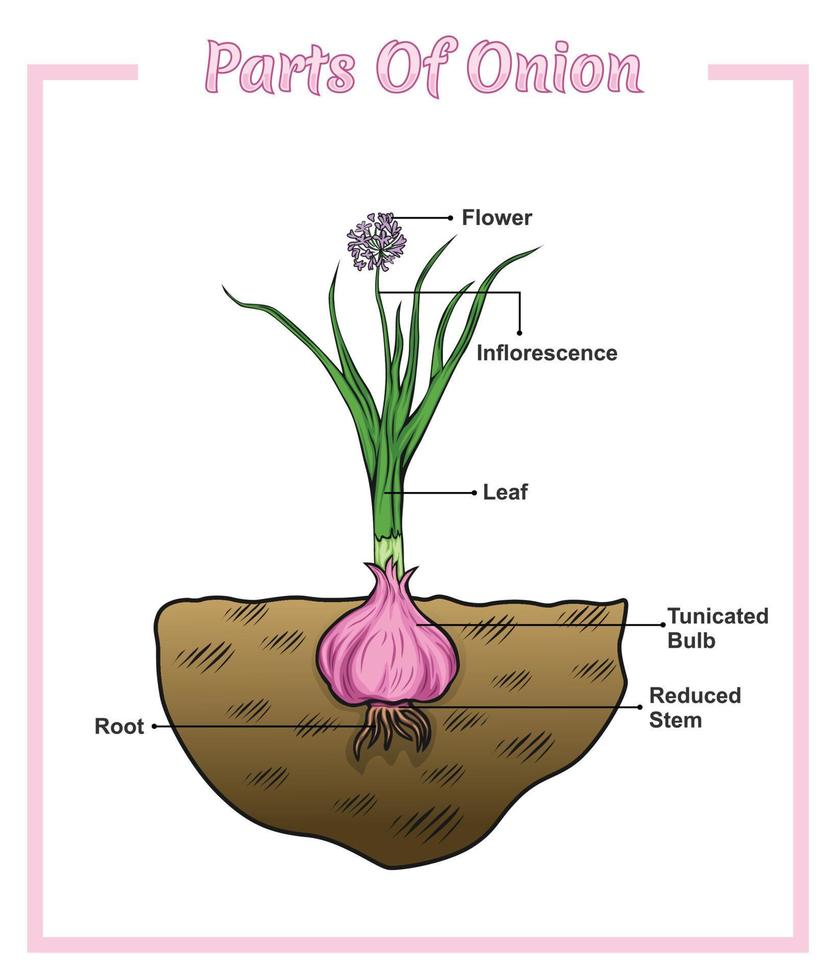 Onion structure diagram. Onion structure vector illustration. Onion
