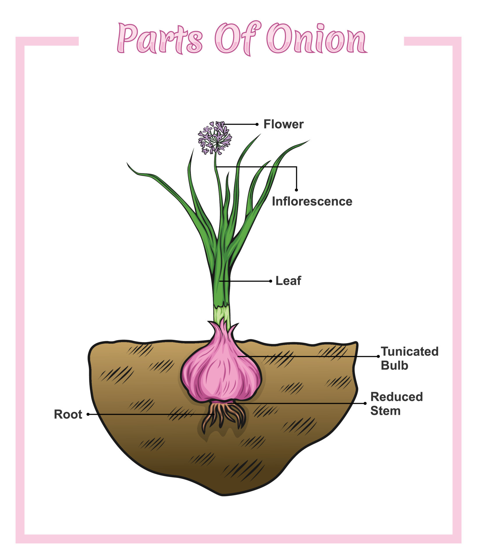 Onion Structure Diagram Onion Structure Vector Illustration Onion onion-structure-diagram-onion-structure-vector-illustration-onion
