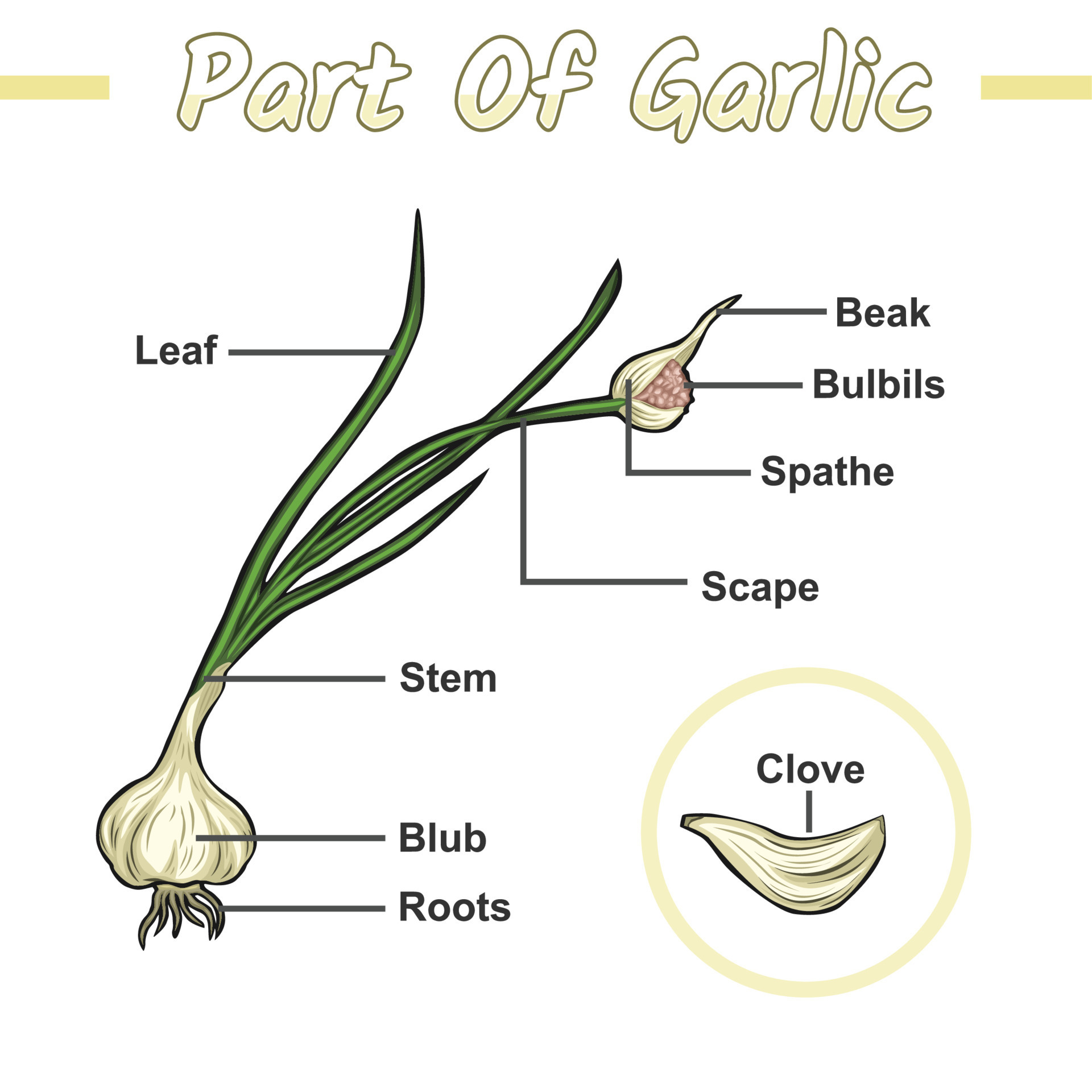 Parts Of A Garlic Plant 20457564 Vector Art At Vecteezy parts-of-a-garlic-plant-20457564-vector-art-at-vecteezy