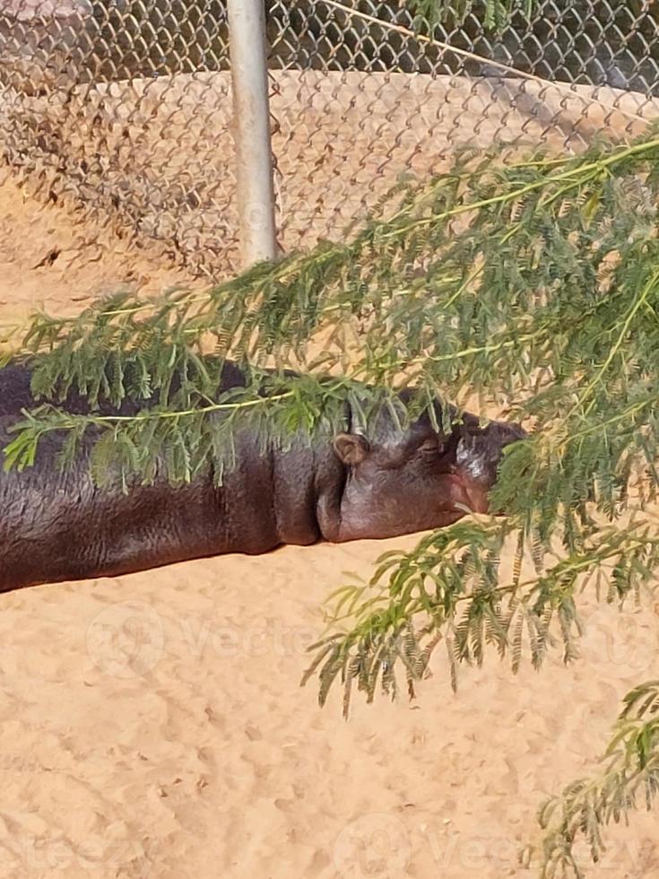 Hippo sun bathing in wildlife reserve photo