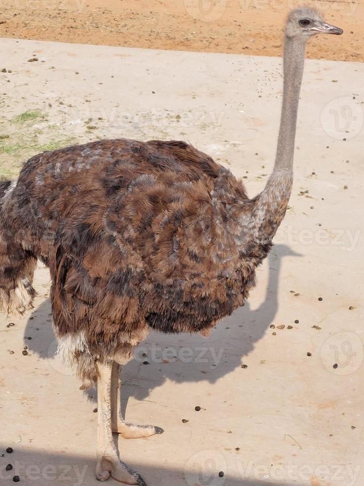 avestruces en nofa fauna silvestre safari reserva foto