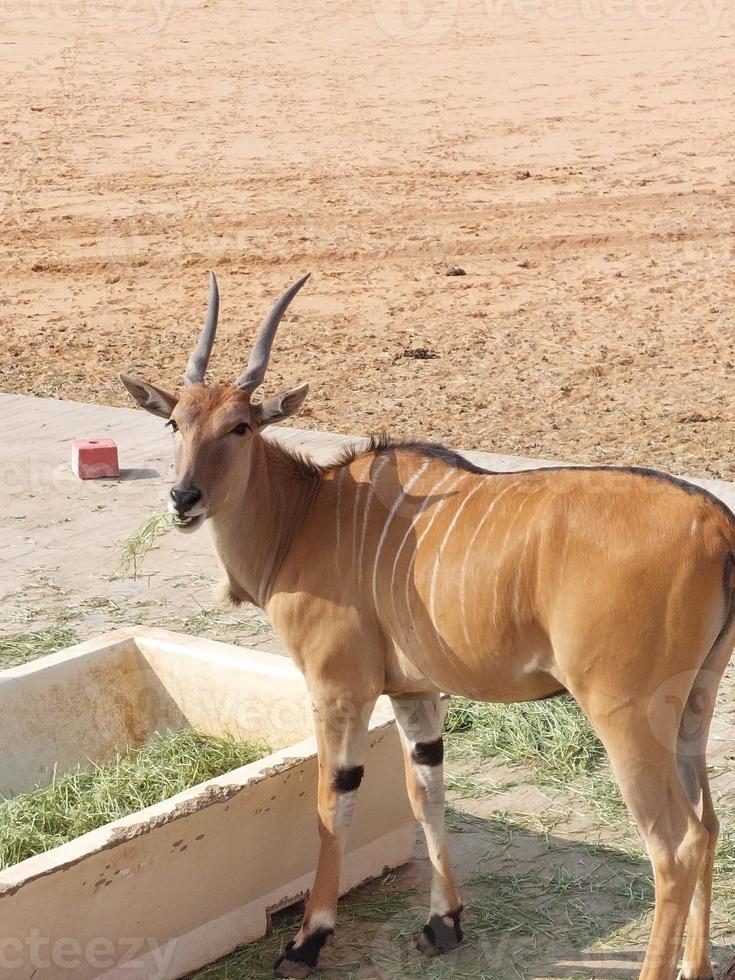 Gazelles in Nofa Wildlife Safari Resort photo