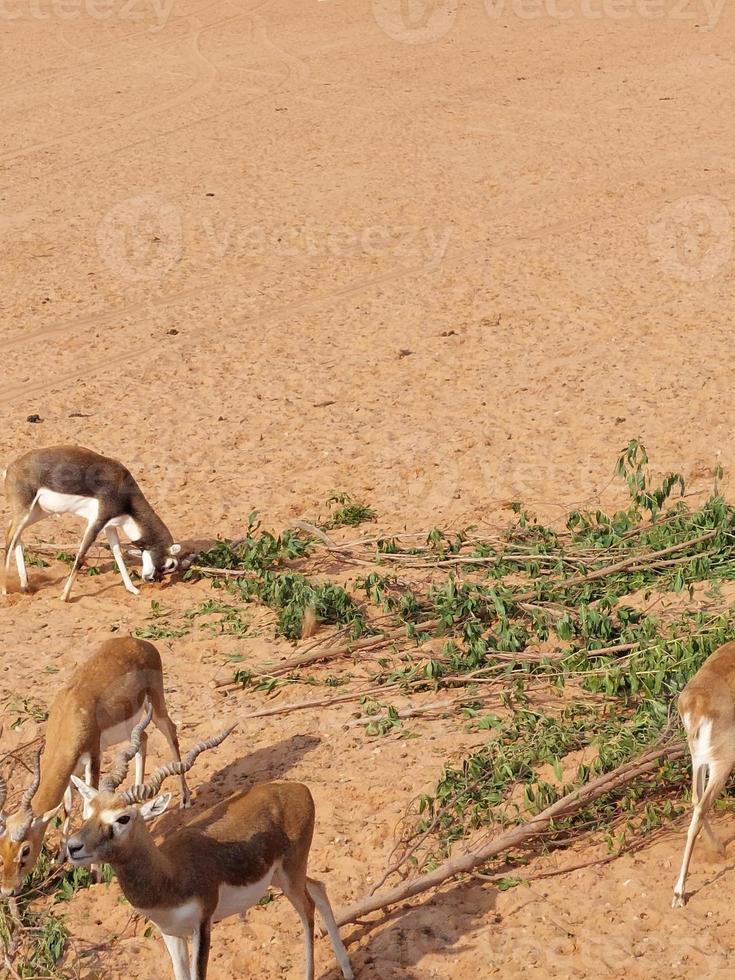 Gazelles in Nofa Wildlife Park Reserve photo
