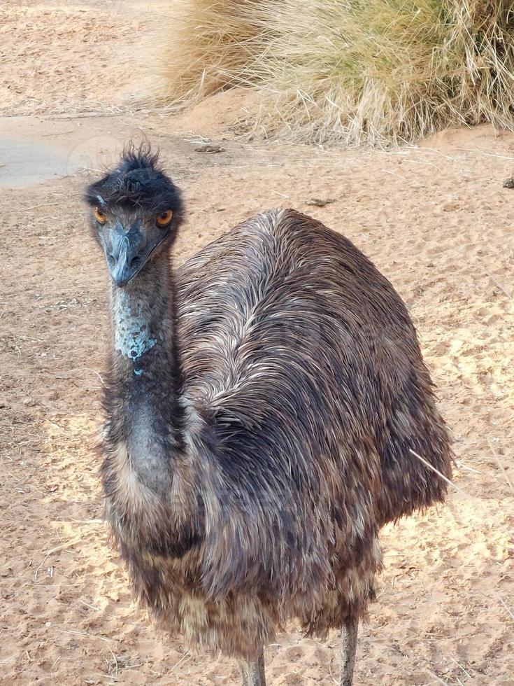 Emu bird in Nofa wildlife safari resort photo