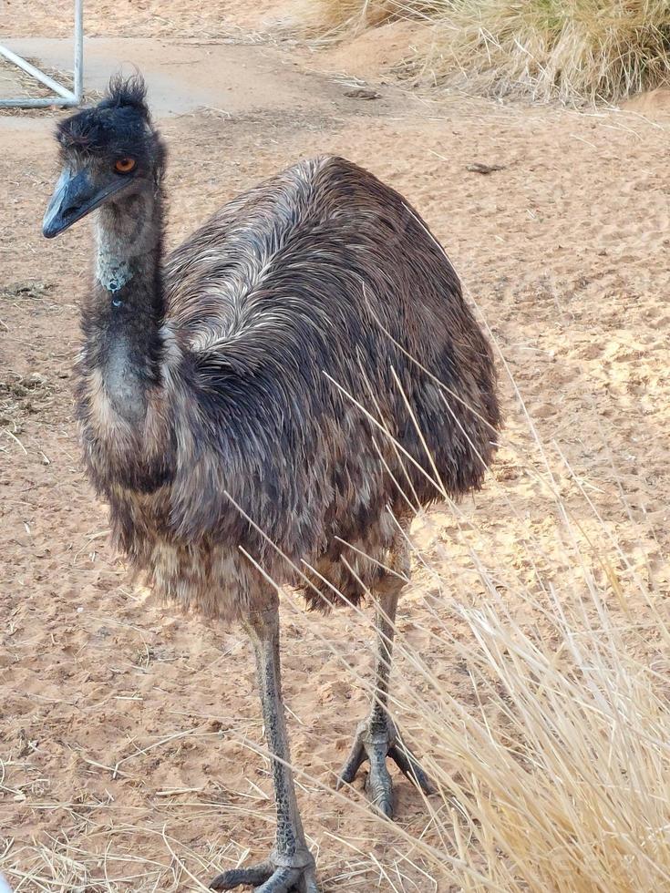 Emu bird in Nofa wildlife safari resort photo