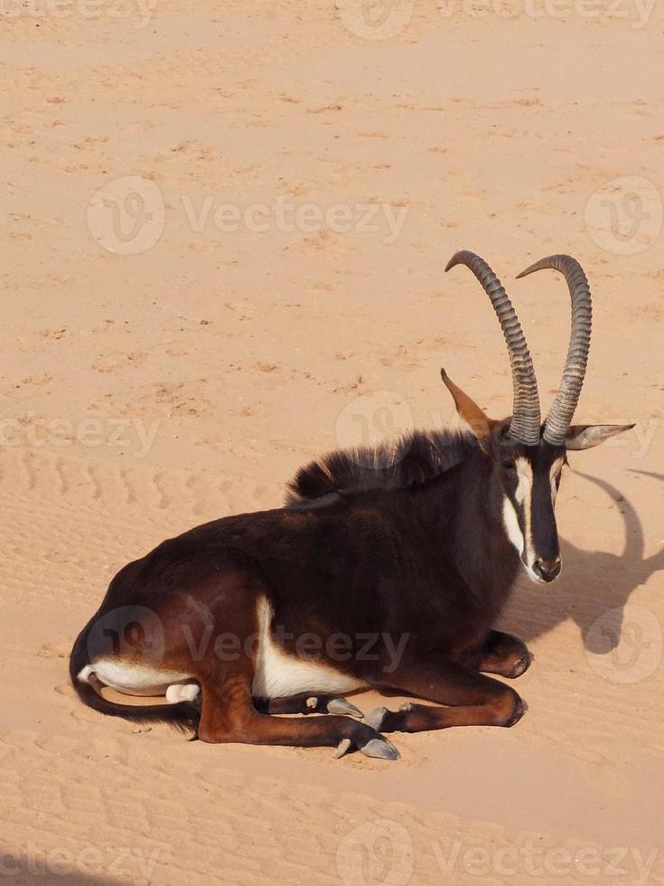 gacelas en nofa fauna silvestre safari recurso foto