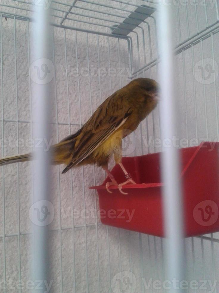 Colored canary birds in cages photo