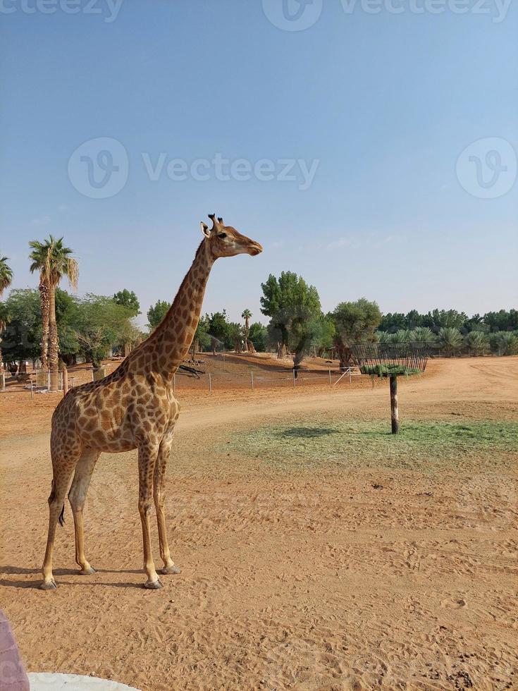 Giraffes in Nofa Wildlife Safari Resort photo