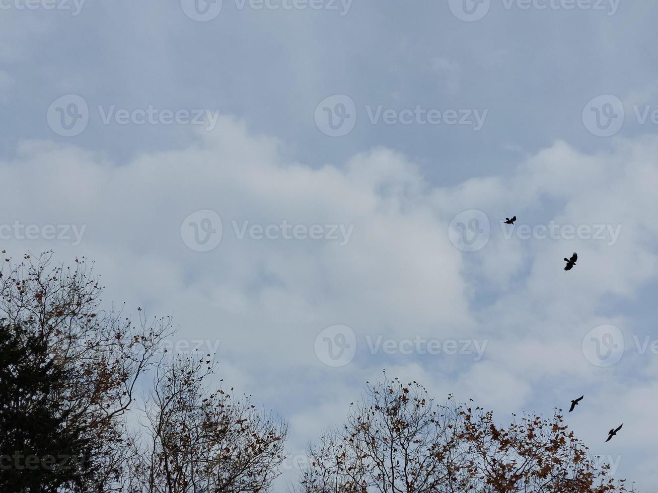 Cloudy sky with trees and birds photo