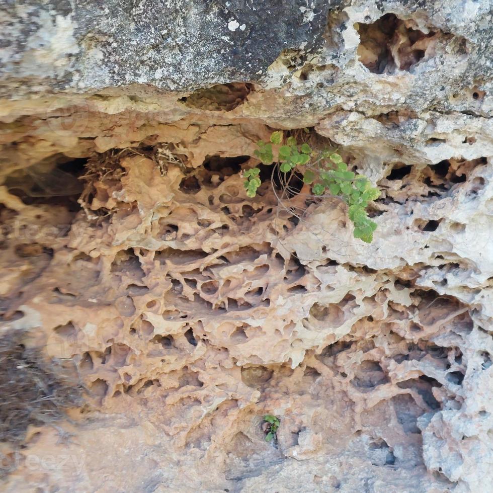 naturaleza fauna silvestre paisaje con arboles foto