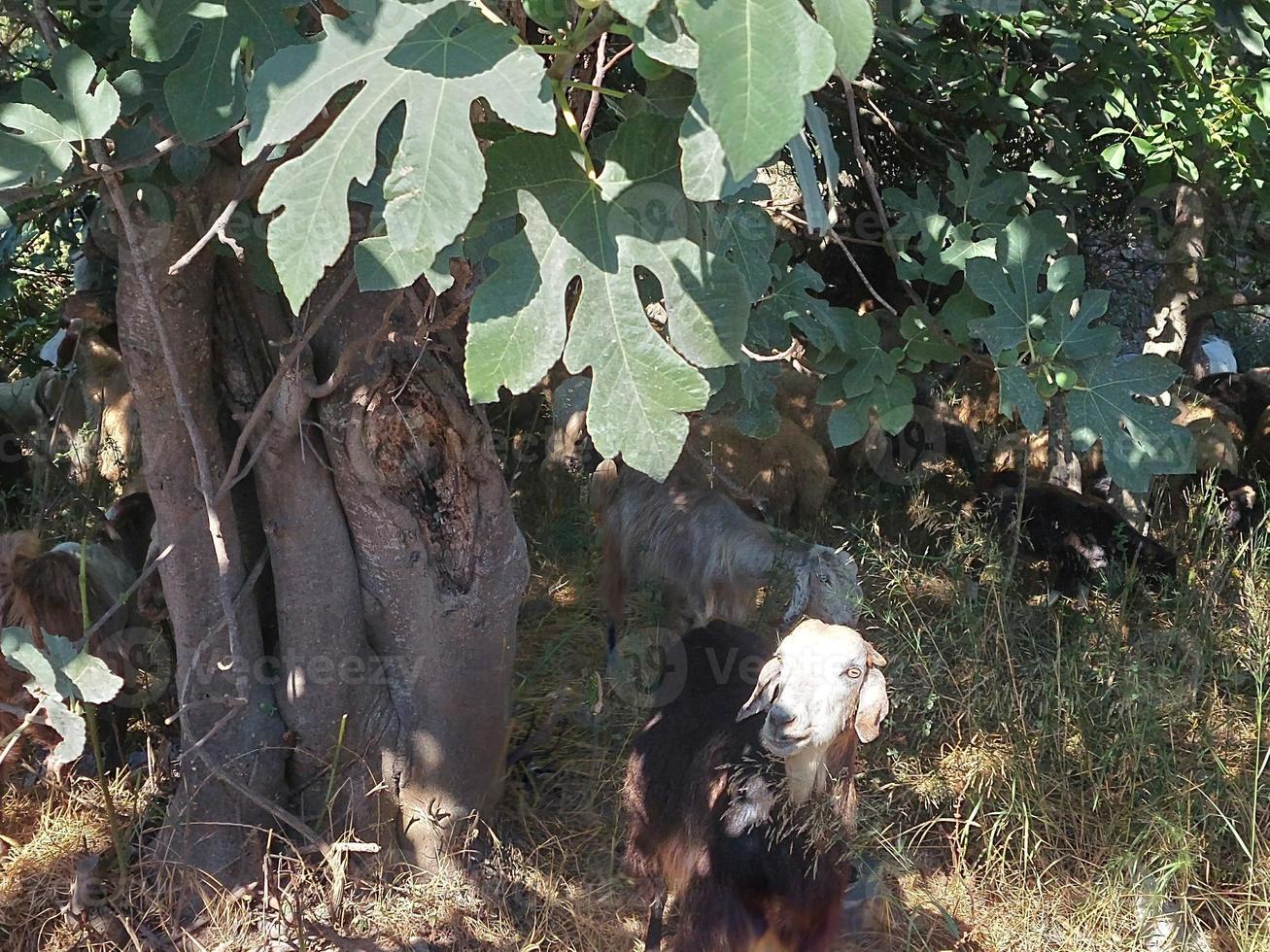 naturaleza fauna silvestre paisaje con arboles foto