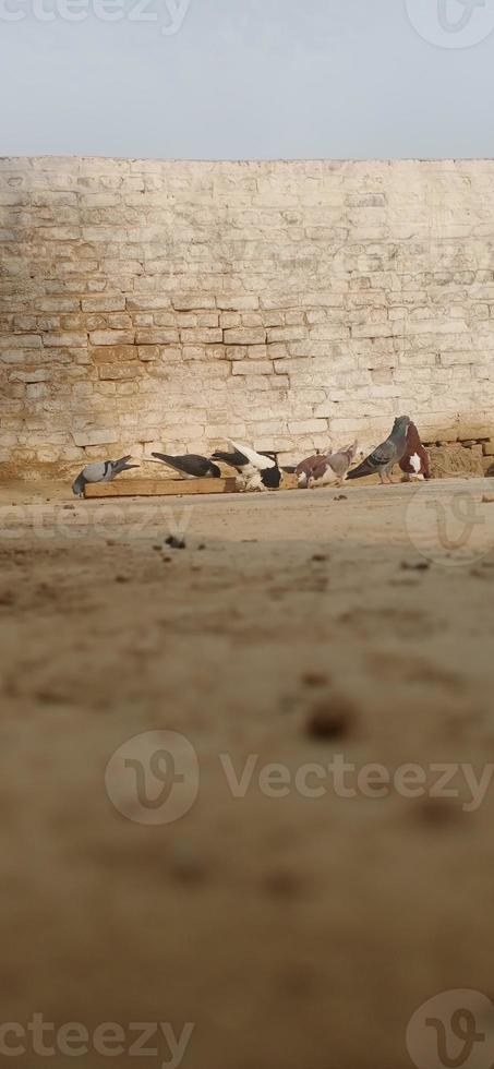 Pigeons eating  seeds photo