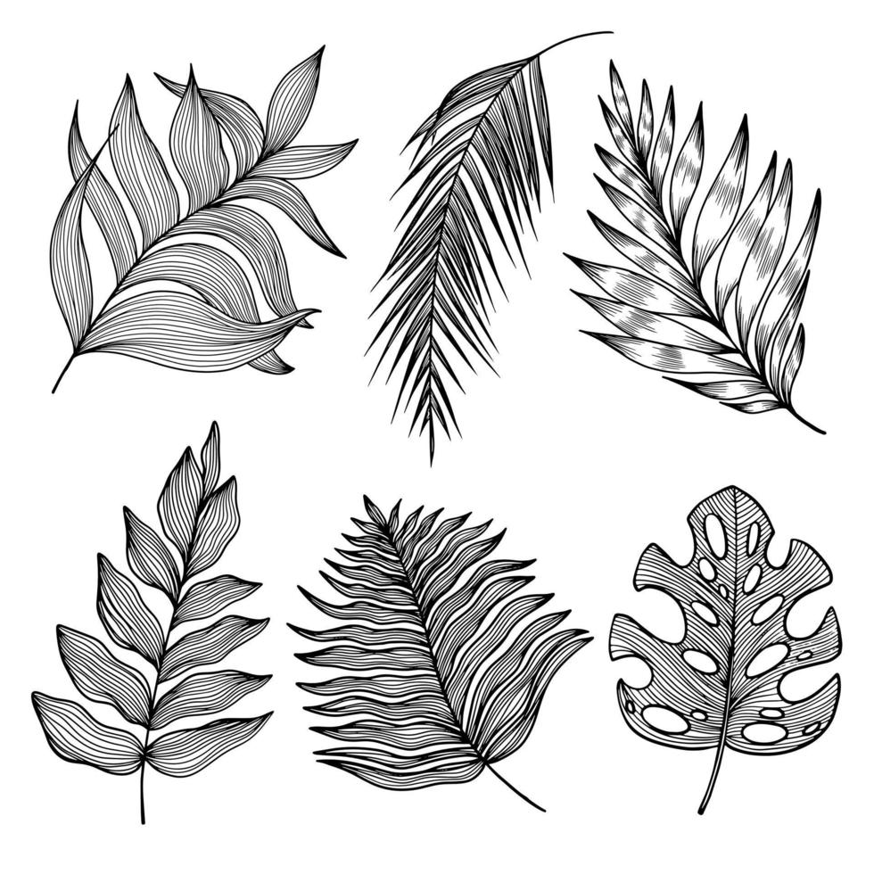 Tropical set with linear palm leaf, fern, monstera. Black and white line art leaves with veins texture isolated on white background vector