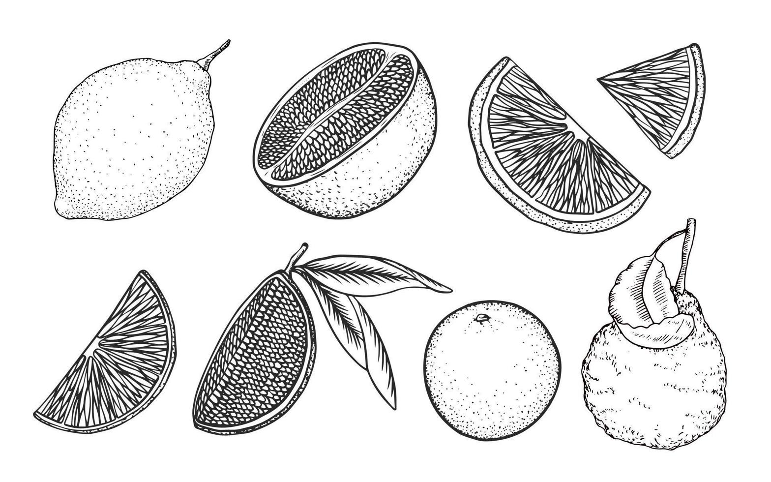 Set of linear citrus fruits isolated on white background. Sketch style grapefruit, lemon, lime, bergamot. Halves and slices. Dot hatching. Hand drawn illustration. vector