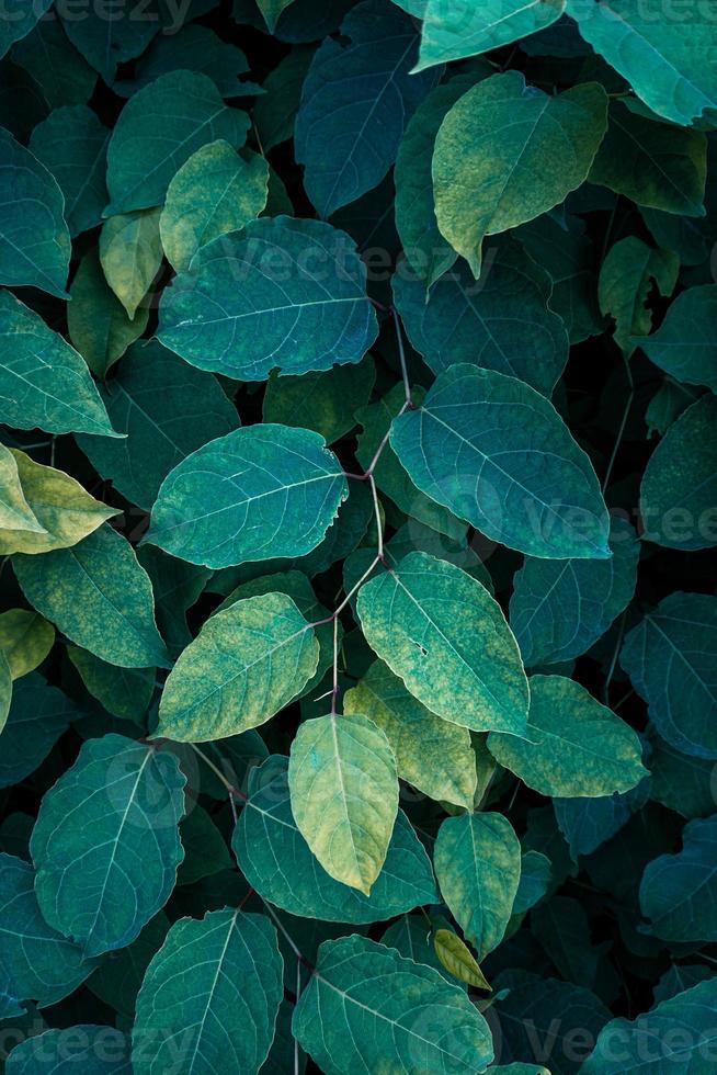 green japanese knotweed plant leaves in the nature in springtime photo