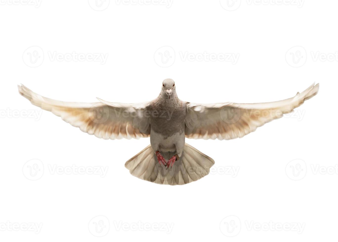 full body of homing pigeon flying isolated white background photo