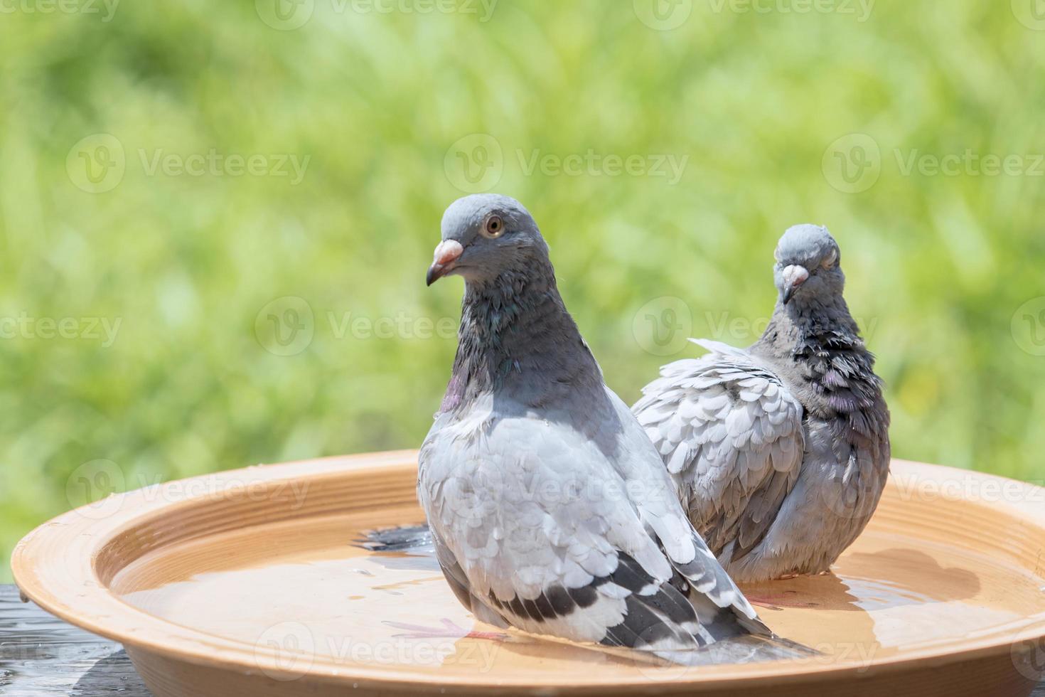 homing pigeon bird bathing in water dish photo