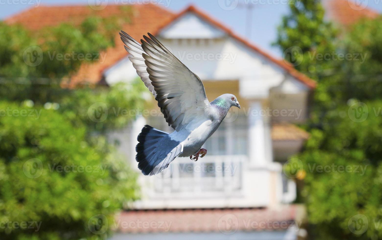 pigeon bird flying in green park against blurly of home residence photo