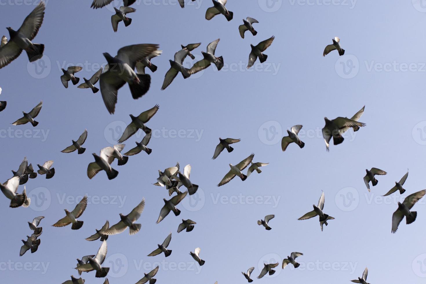 bandada de palomas de carreras de velocidad volando contra el cielo azul claro foto