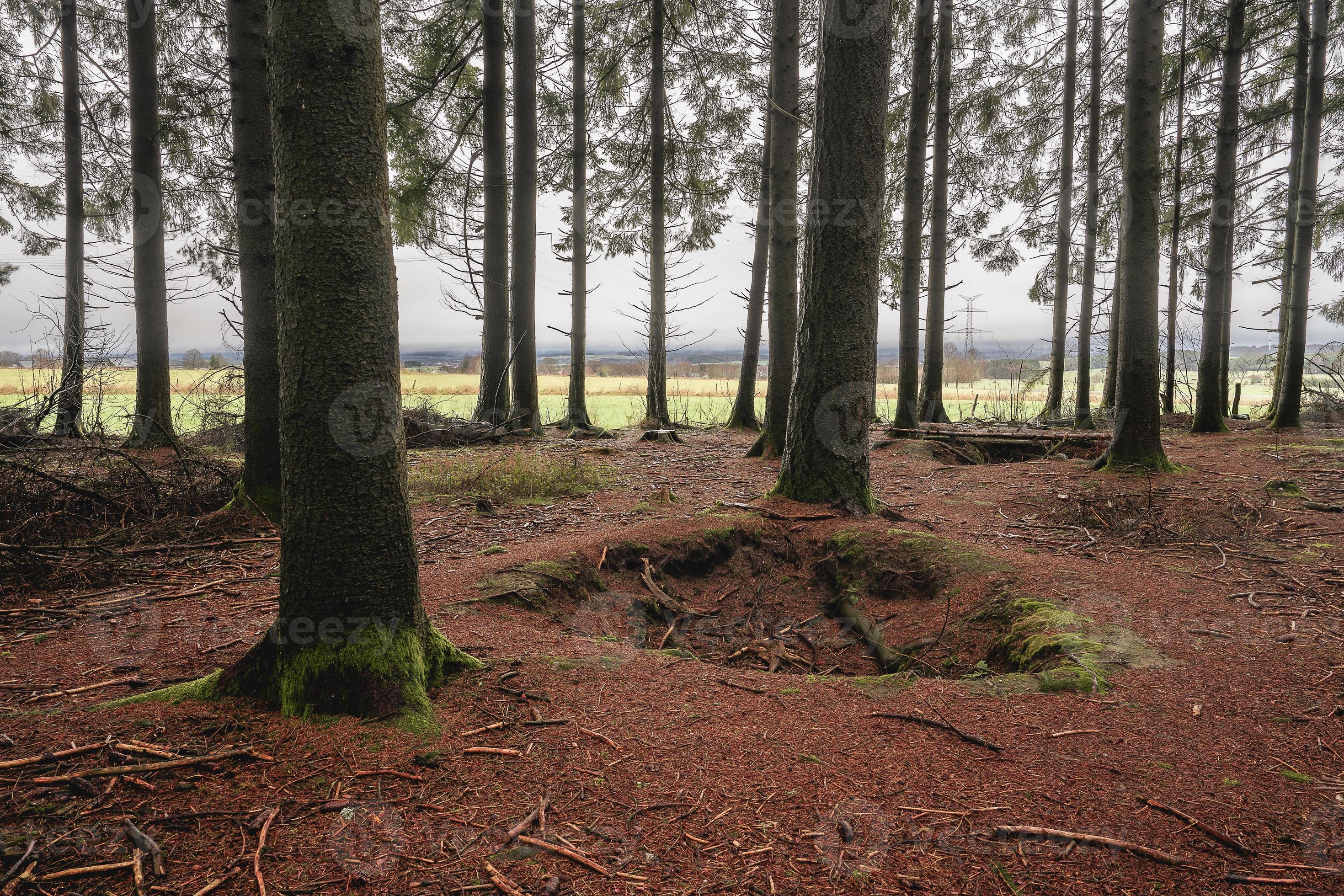 Bois Jacques. The forest of the foxholes from Easy Company, 101st Airborne division. Close to
