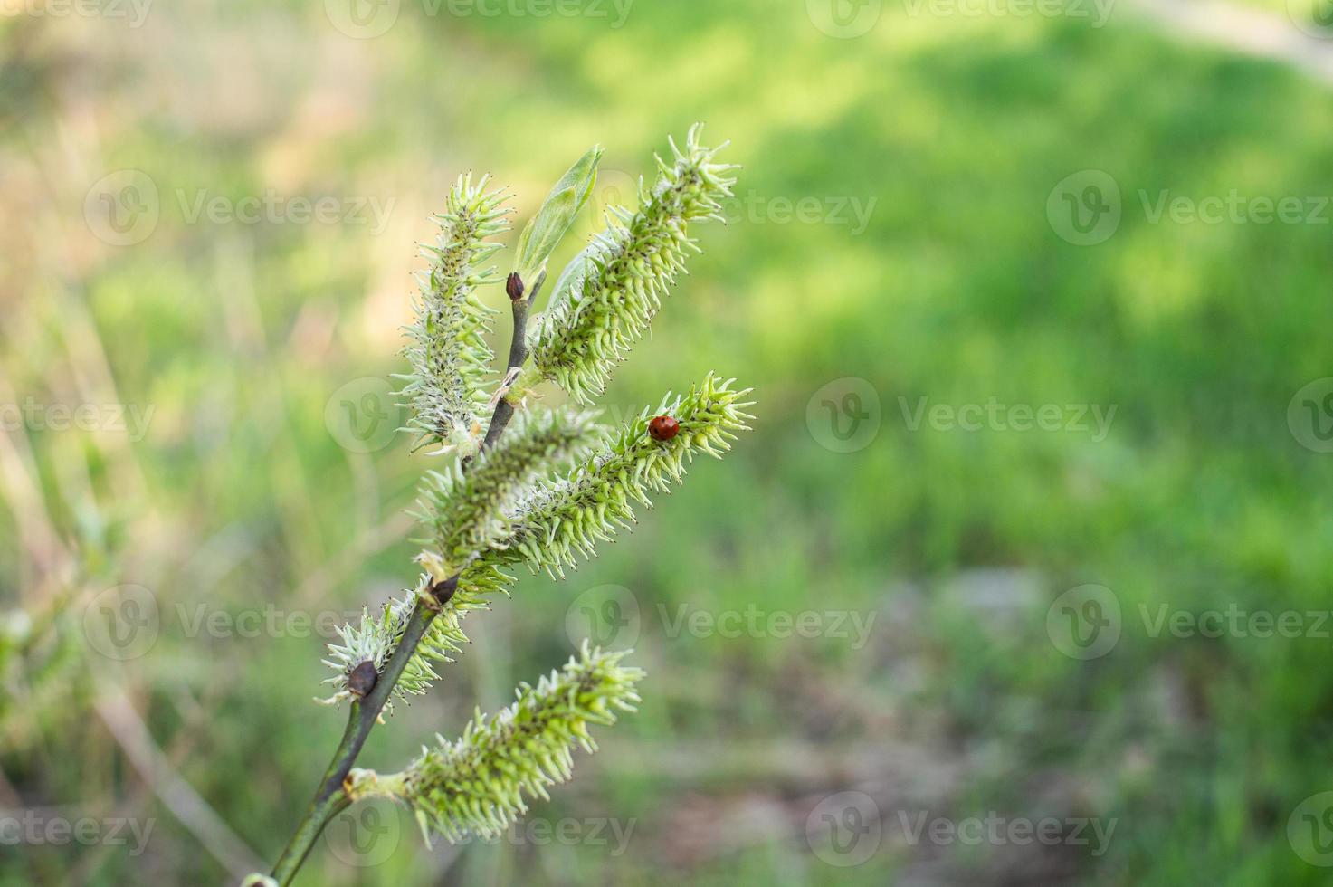 A ladybug sits on a green willow that bloomed in the forest in spring photo