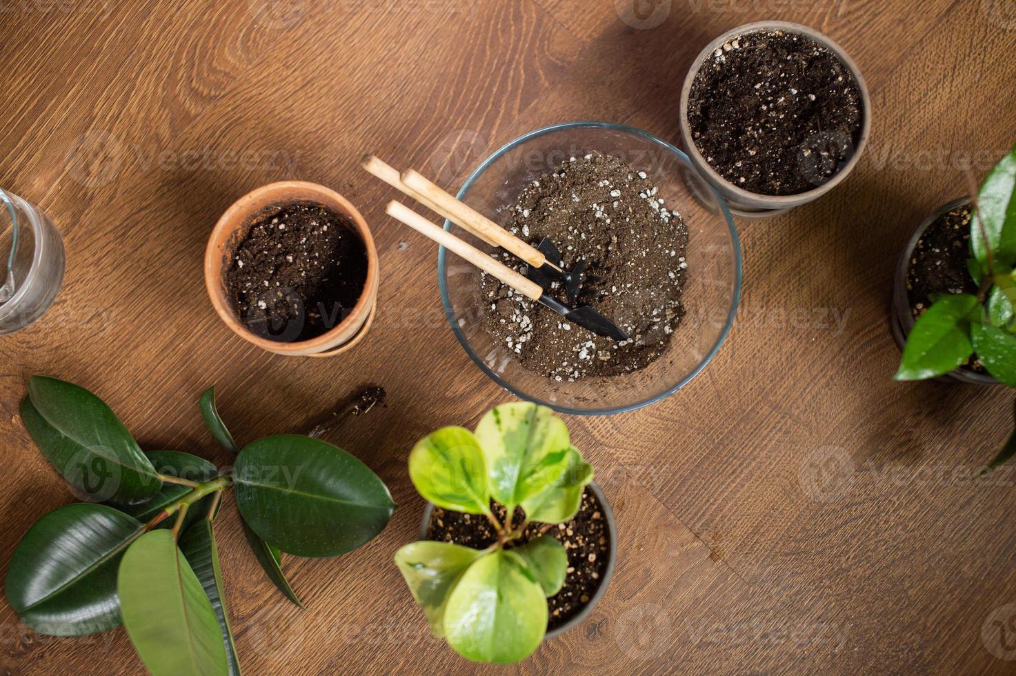 House plants and soil are on the floor for transplanting photo