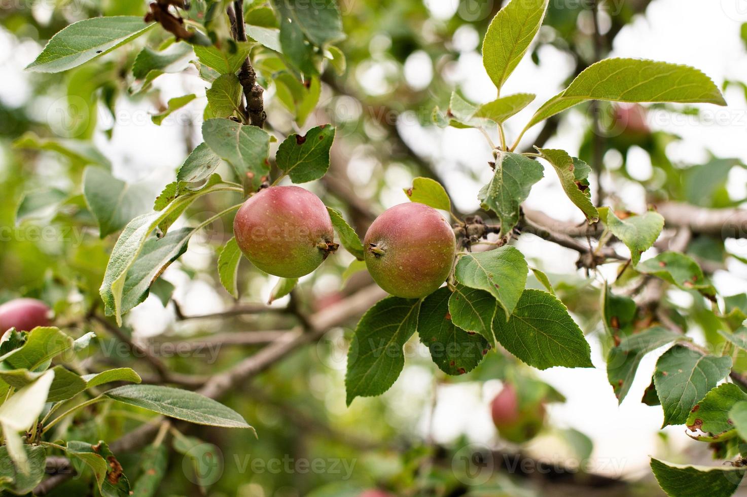 pequeño verde y rojo manzanas son colgando en un rama foto