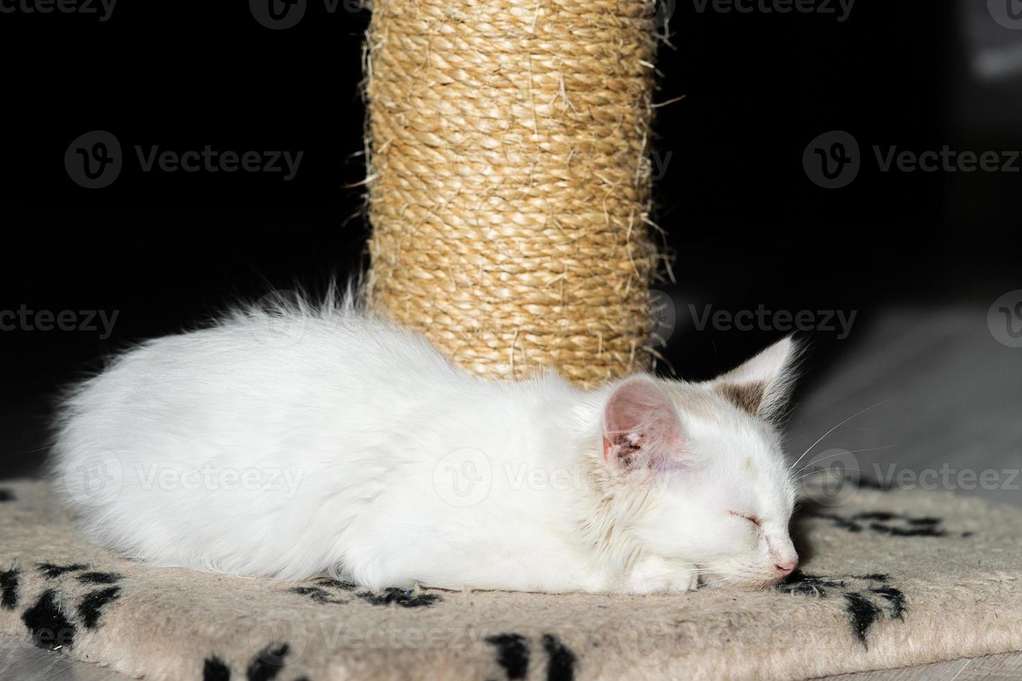 Cute white little kitten sleeping near the scratching post photo