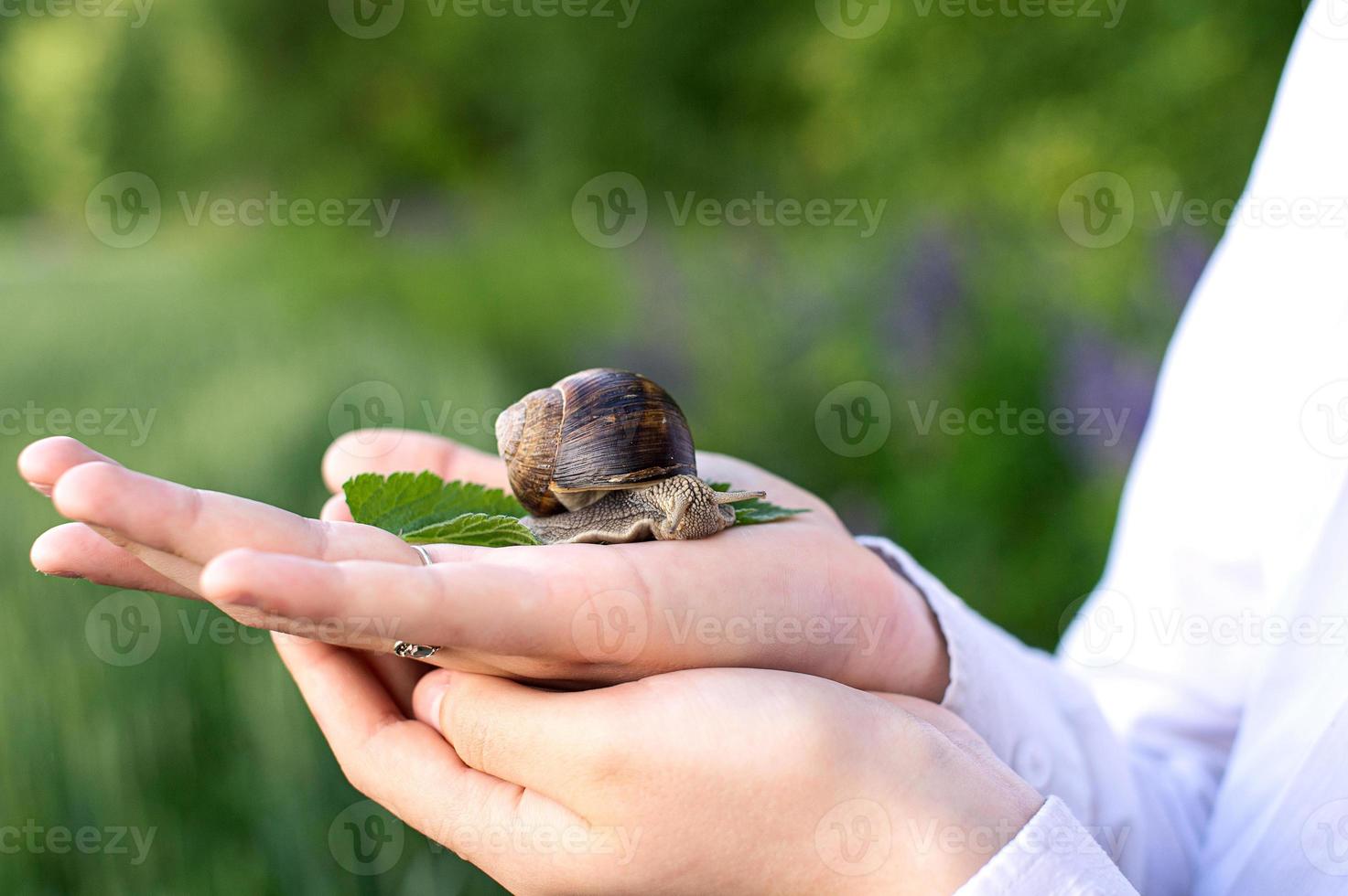 A large grape snail crawls along the arm photo