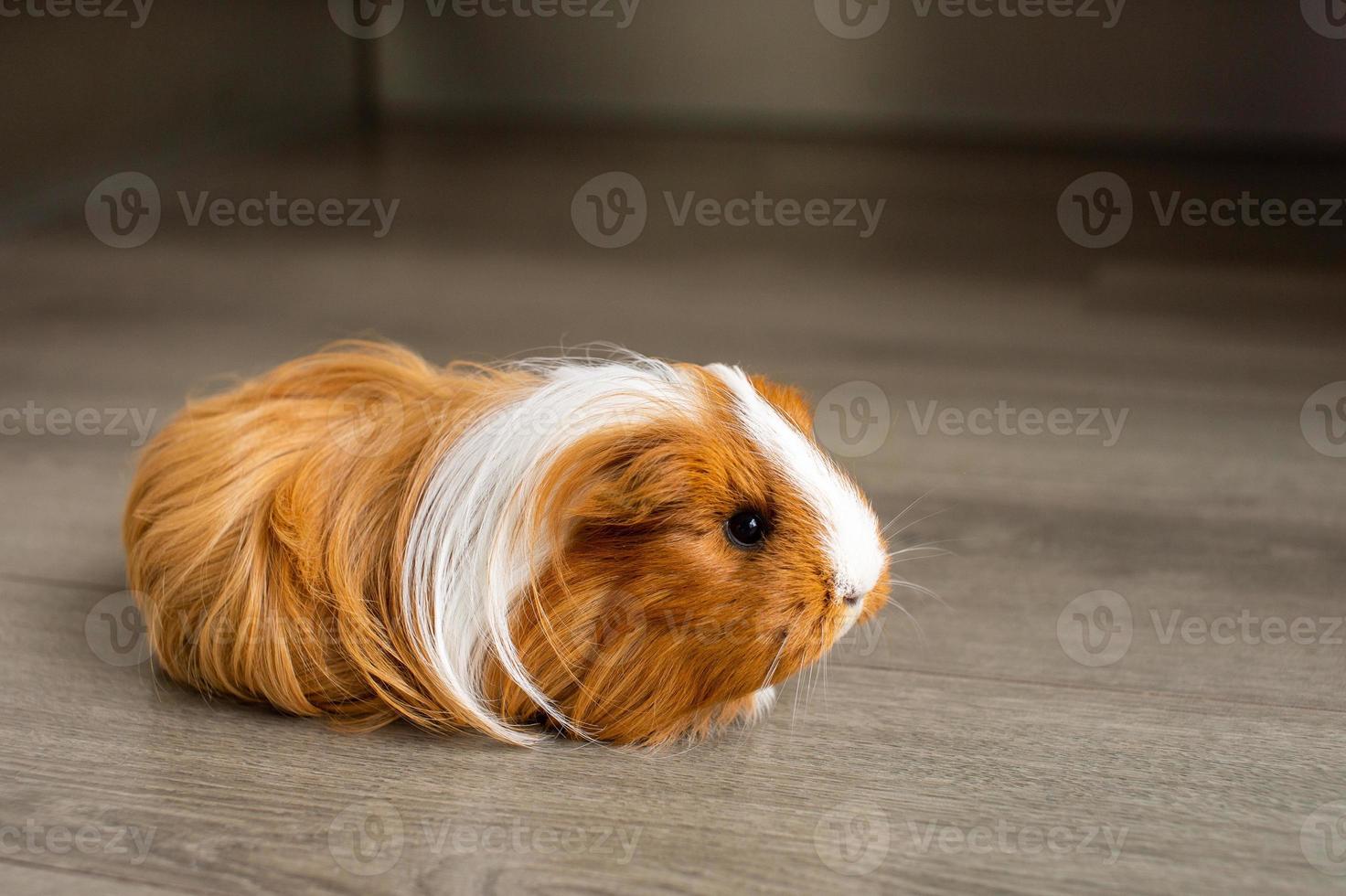 The guinea pig is sitting on the floor photo