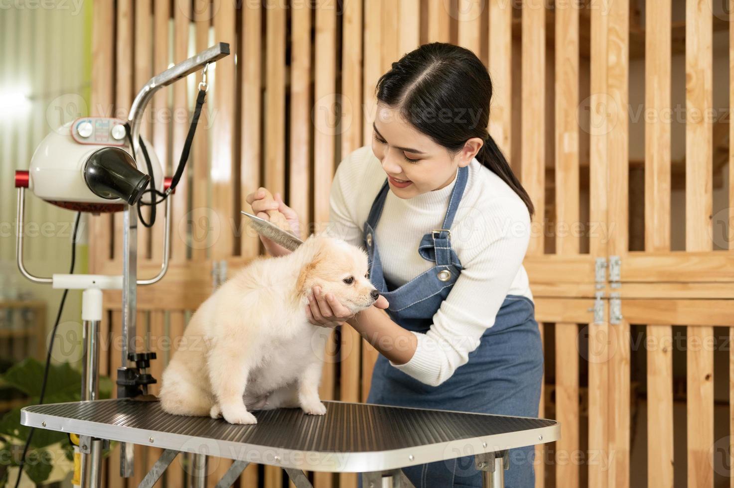 Female professional groomer combing dog fur at pet spa grooming salon photo