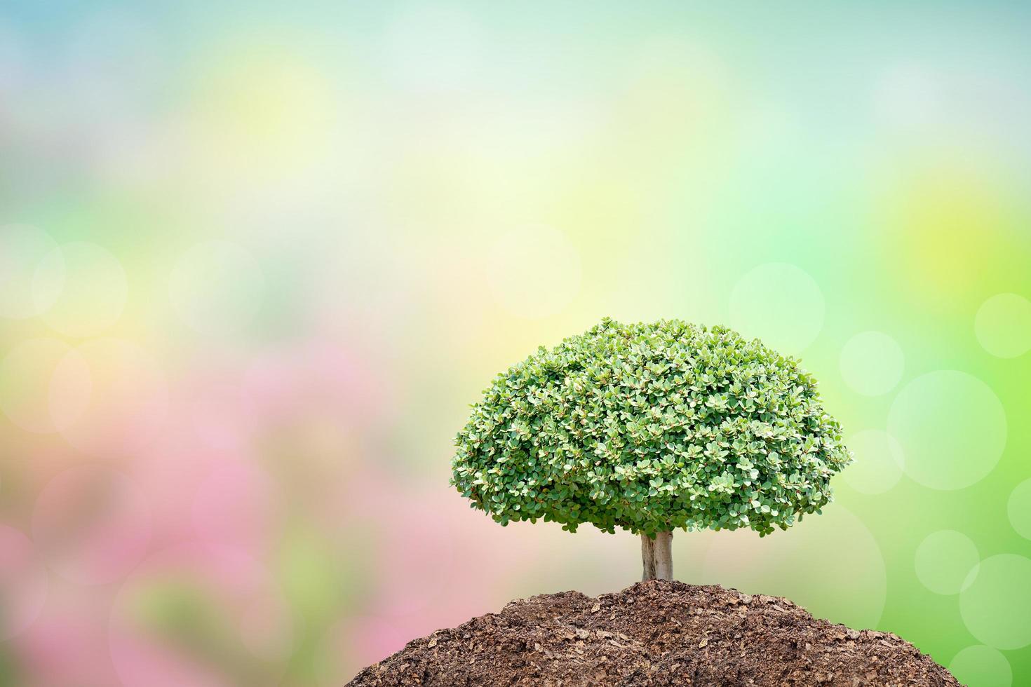 concept of saving the world tree on human hand photo