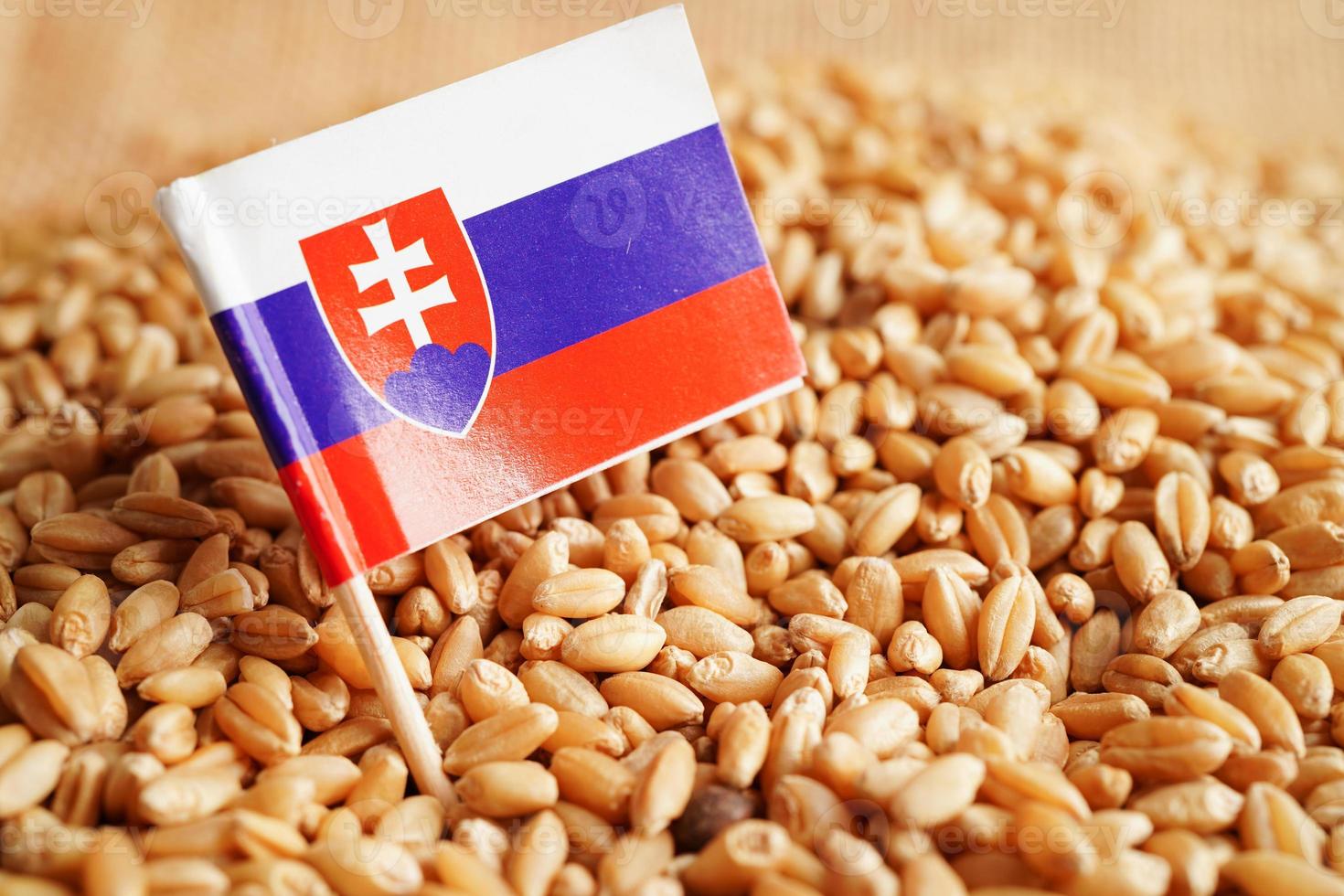Slovakia on grain wheat, trade export and economy concept. photo