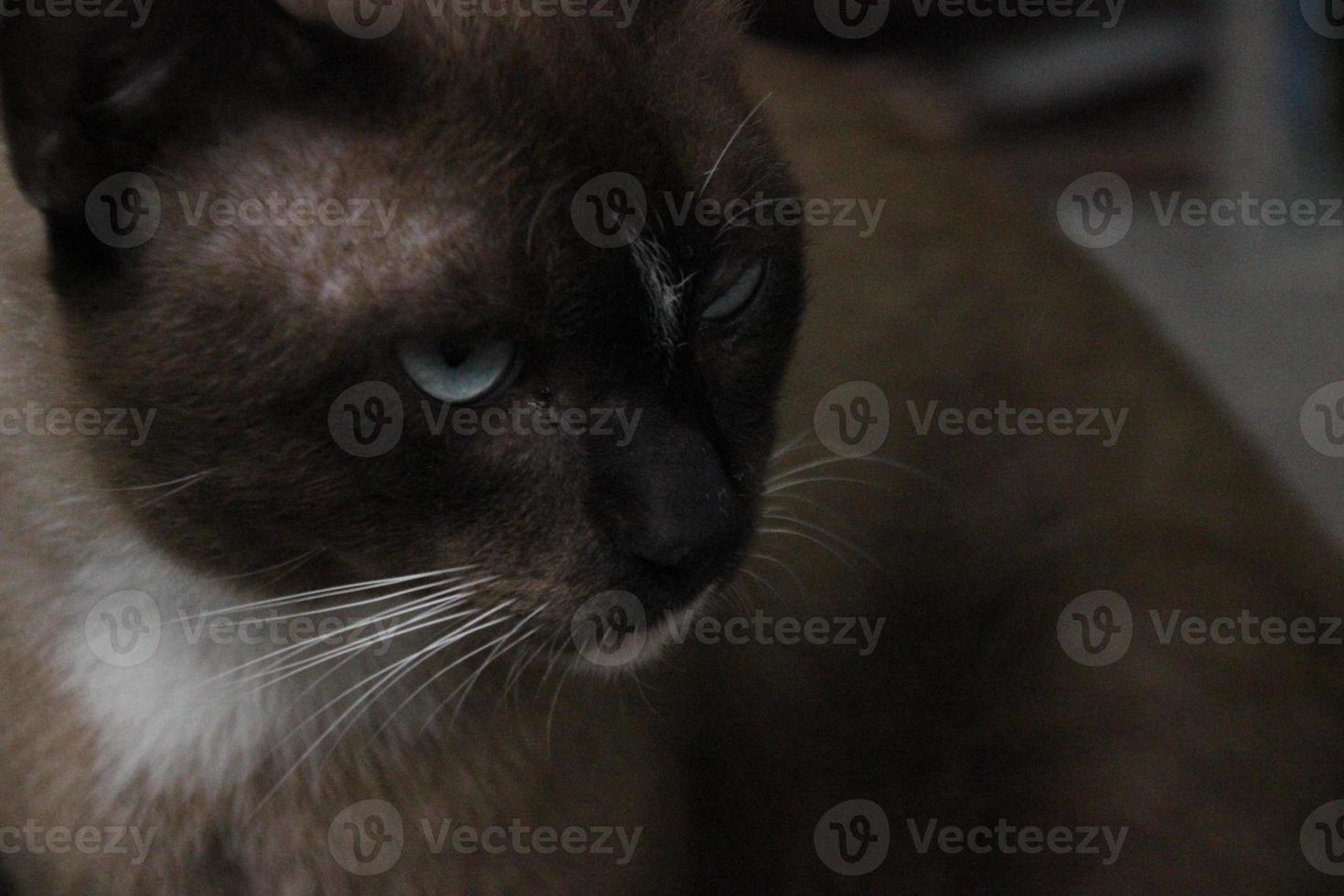 lie down look straight dark brown stray cat on the floor ground photo