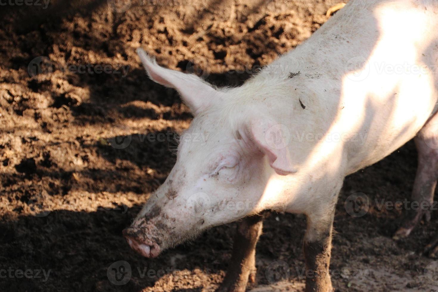 cerca arriba rosado marrón polvo sucio cerdo en granja foto