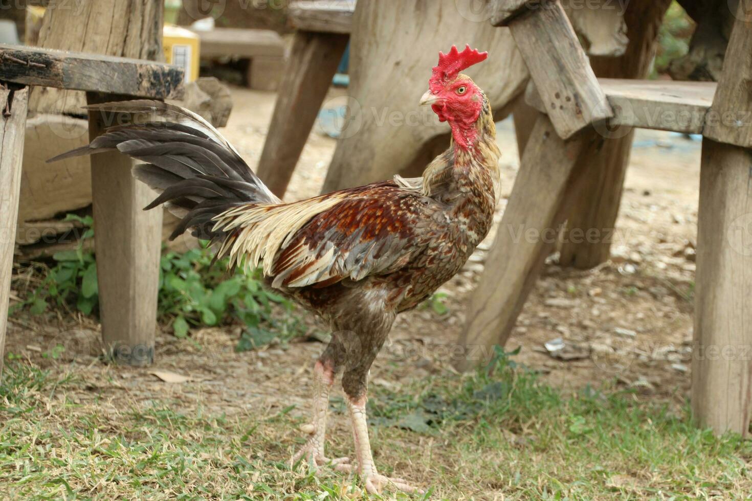 Chickens Cock Peck at the green grass  and walking around in the morning photo