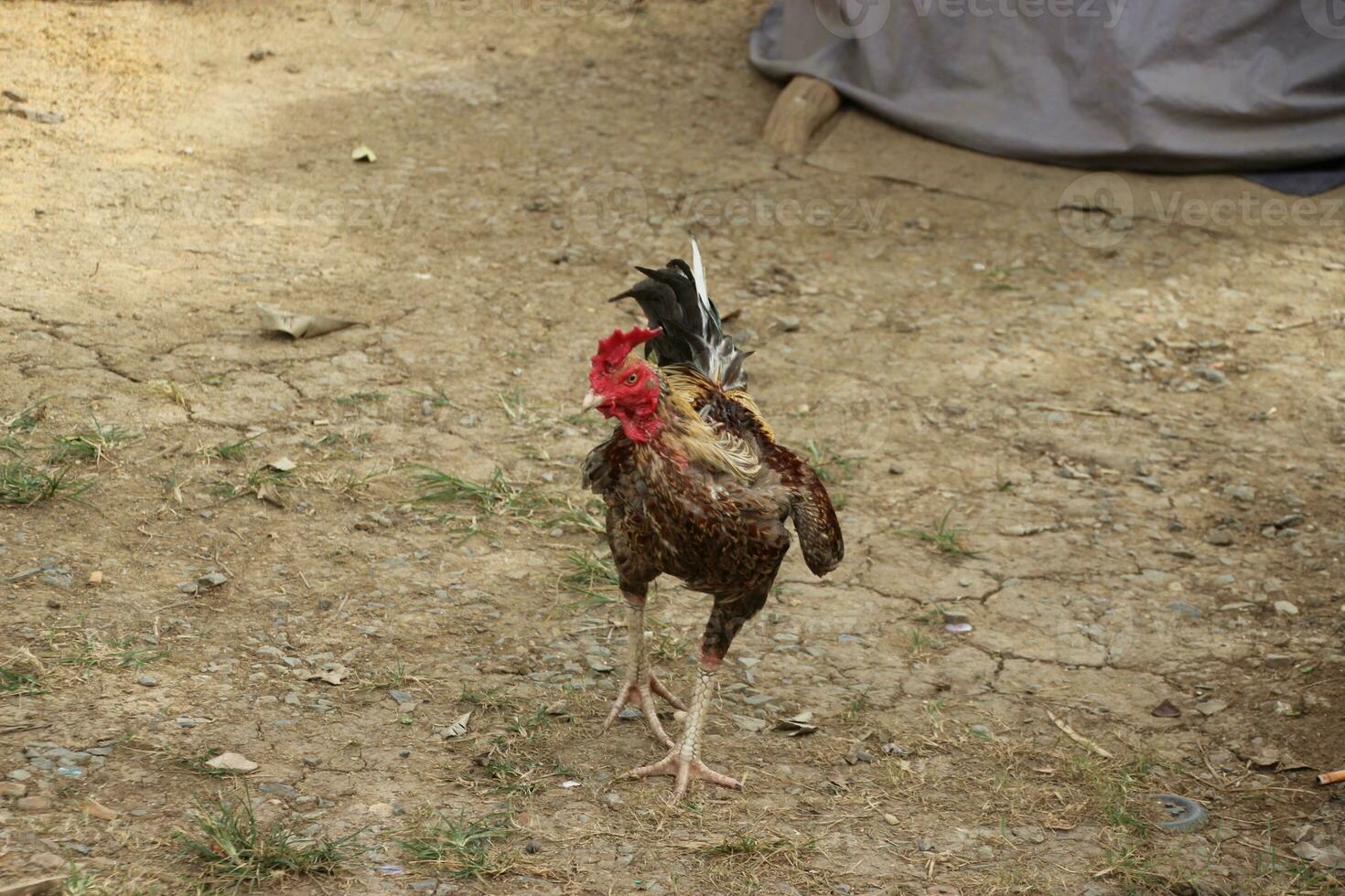 Chickens Cock Peck at the green grass  and walking around in the morning photo