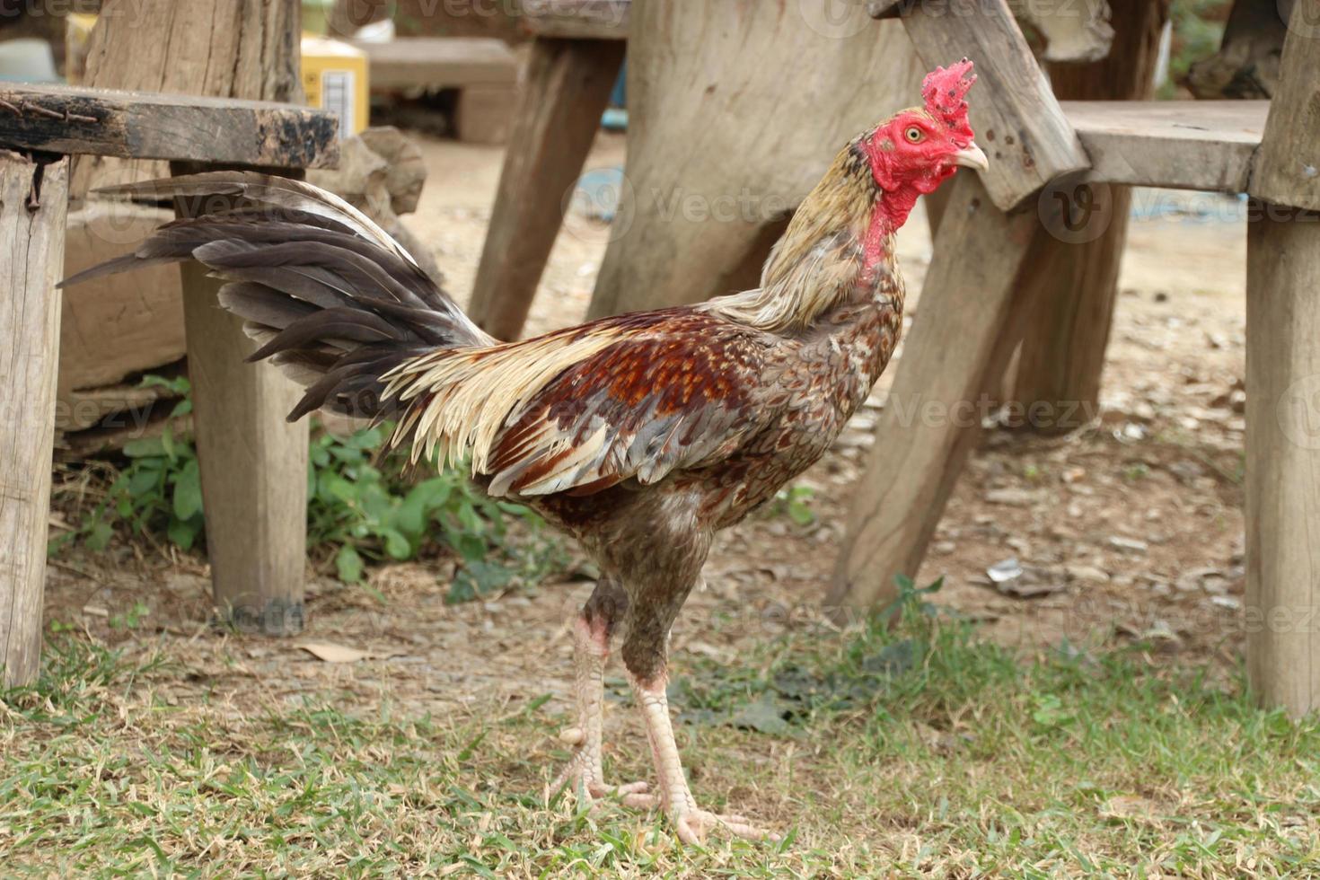 Chickens Cock Peck at the green grass  and walking around in the morning photo