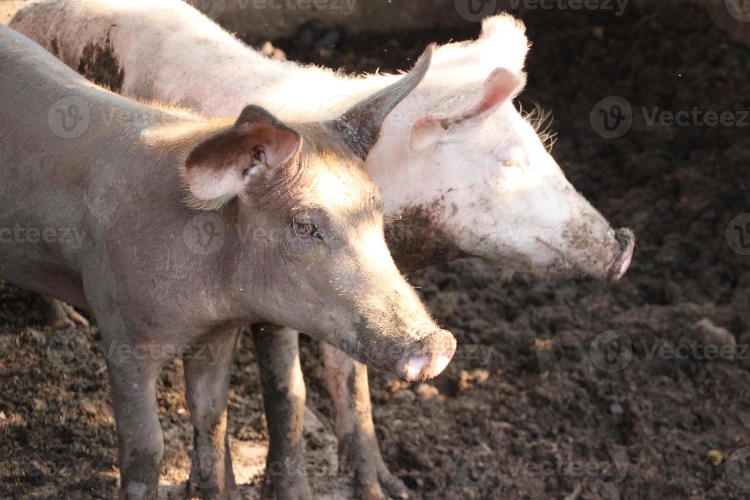 close up pink brown dust dirty pig in farm photo