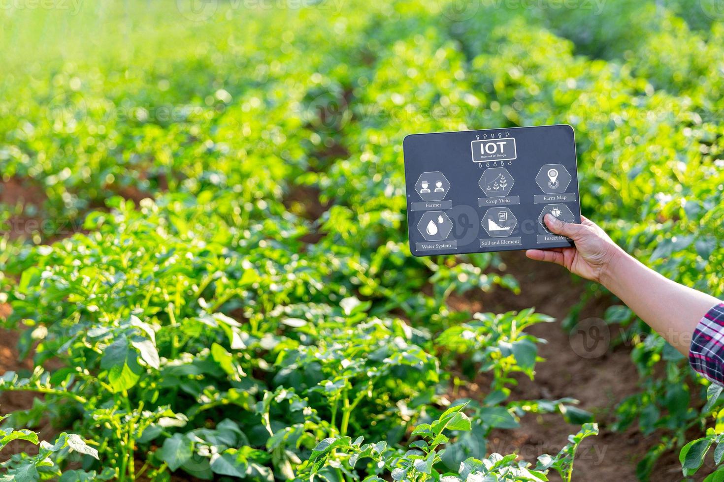 A woman farmer with digital tablet on a potato field. Smart farming and precision agriculture 4.0. modern agricultural technology and data management to industry farm. photo