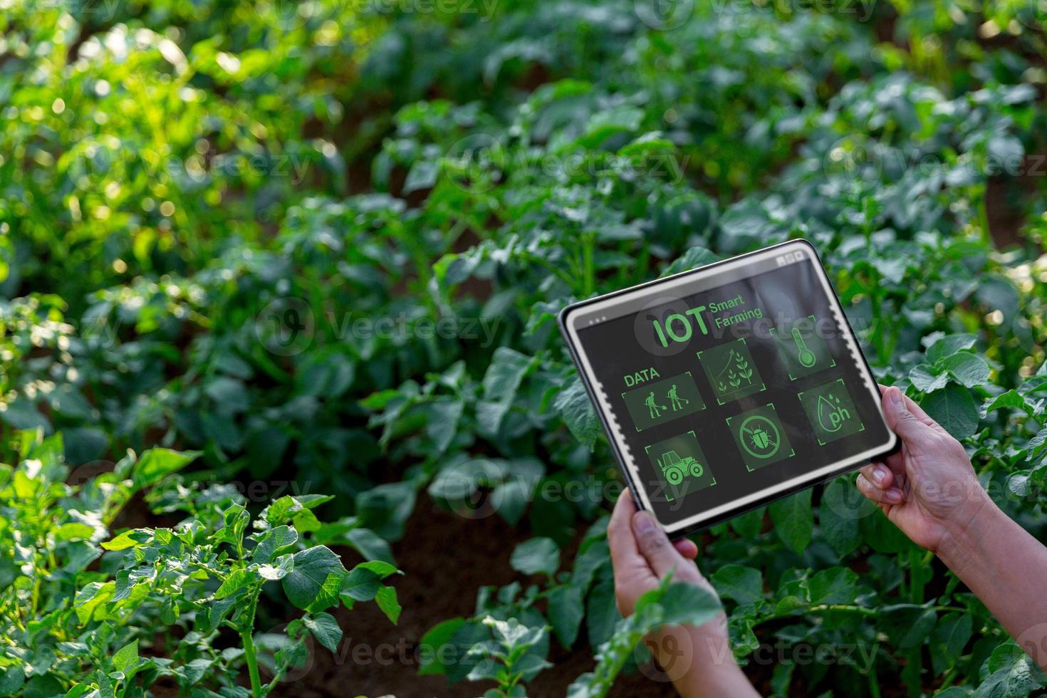 A woman farmer with digital tablet on a potato field. Smart farming and precision agriculture 4.0. modern agricultural technology and data management to industry farm. photo