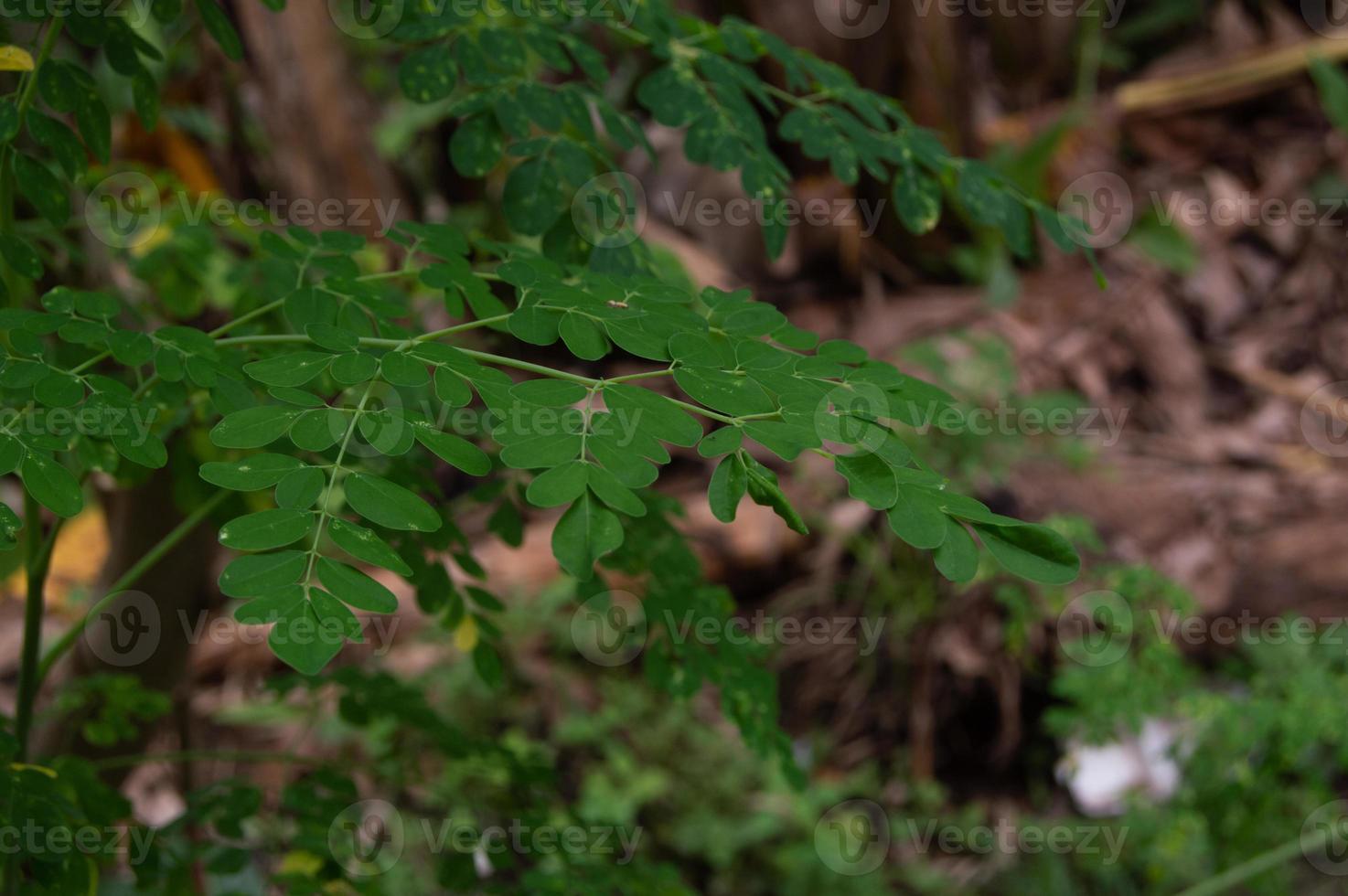 Close up of Moringa leaves on a tree photo