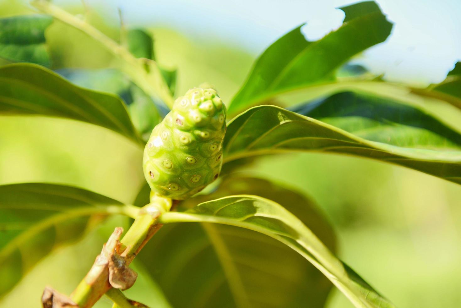Noni fruit herbal medicines fresh noni on tree - Other names Great morinda , Beach mulberry or Morinda Citrifolia photo