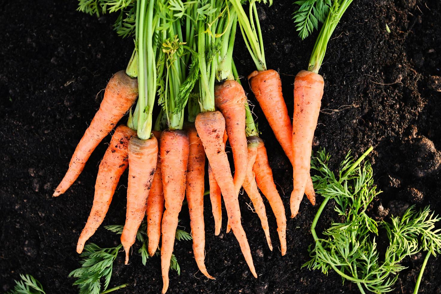 zanahoria en el suelo, zanahorias frescas que crecen en el campo de zanahorias, la verdura crece en el jardín en el suelo, granja orgánica, cosecha, producto agrícola, naturaleza foto